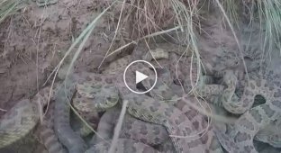 Любопытный владелец дрона снял видео изнутри скопления гремучих змей