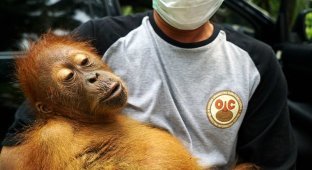 Пальмовые плантации наступают: орангутанам пришлось искать новый дом (16 фото)