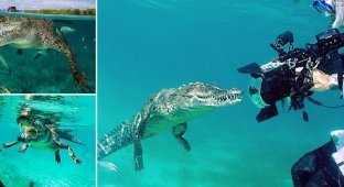 Ныряльщик рискнул жизнью ради фотографий крокодила! (13 фото)