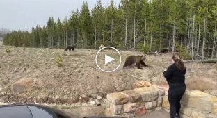 Женщине грозит год тюрьмы за съемку медведя