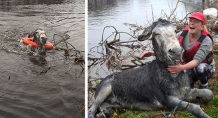 Осёл улыбается во весь рот после того, как его спасли во время наводнения в Ирландии (11 фото)