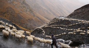 Перегон овец на Кавказе (13 фото)