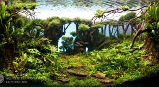 Конкурс дизайна растительных аквариумных композиций 2011 (41 фото)