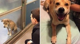 Трогательные фотографии собак, сделанные до и после того, как они обрели свой дом (25 фото)