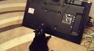 Неприятный сюрприз от кота (4 фото)