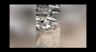 Тигры окружили собаку, заменившую им мать в китайском зоопарке
