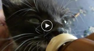 Котенок пьет молоко