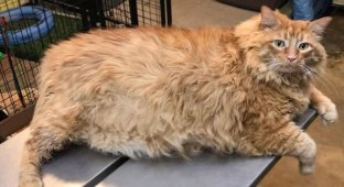 Кот по имени Базука – 18 килограммов красоты и счастья (3 фото + видео)