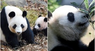 Панды больше не вымирают (6 фото)