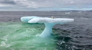Находка на льдине в открытом океане удивила рыбаков (4 фото)