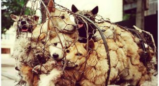 Китаянка выкупает собак на фестивале собачьего мяса (23 фото)