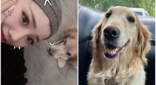 Китаянка решила клонировать умершую собаку (6 фото)