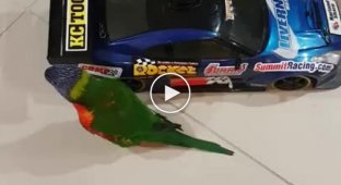 Попугай обожает кататься на радиоуправляемой машинке для дрифта
