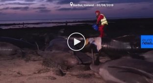 20 китов погибли после того, как выбросились на берег в Исландии