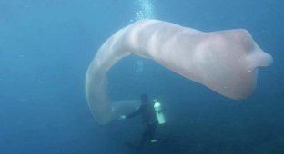 Водолазы у берегов Новой Зеландии наткнулись на огромный «морской огурец» (6 фото + 1 видео)