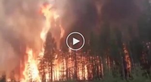 Лесной пожар в Сибири. Видео из Якутии