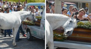 Конь пришел на похороны любимого хозяина, чтобы отдать ему последний долг (9 фото)