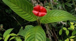 Удивительный цветок напоминающий по форме женские пухлые губы (16 фото)