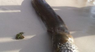 Мурена против рыбы-ежа (3 фото)