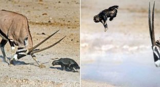 Антилопа научила медоеда летать (8 фото)