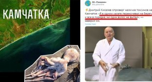 "У осьминогов просто упал сахар": жесткая реакция соцсетей на камчатскую трагедию (21 фото)