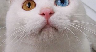 Кот с разным цветом глаз (7 фото)