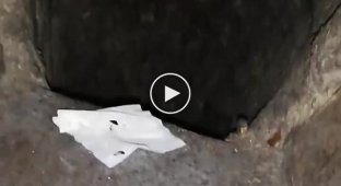 Сверхразум из Новокузнецка полез за закладкой и провалился в мусоропровод