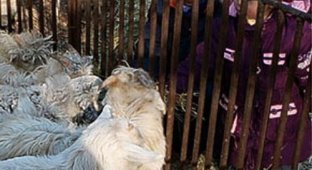  Жесть в китайском зоопарке (5 фото)