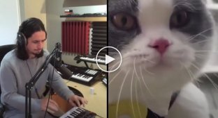 Музыкант The Kiffness создал новый музыкальный шедевр с мяукающим котом