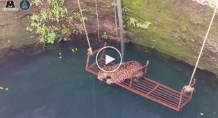 Операция по спасению леопарда из колодца в Индии