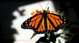 Метаморфозы и рождение бабочки-монарха (27 фото)