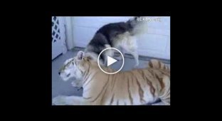 Собака и тигр играются вместе