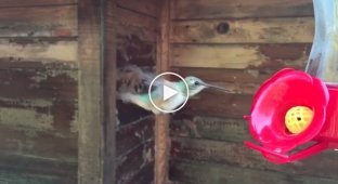 Полет колибри сняли на смартфон в режиме ускоренной съемки