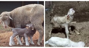 На турецкой ферме родился ягнёнок-мутант с глазом, как у циклопа (3 фото)