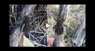 Пользователей сети напугал паук-волк с тысячами паучат на спине