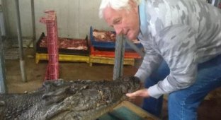 Странная находка в желудке крокодила (3 фото)