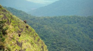 Слоны, пасущиеся высоко в горах Индии (3 фото)