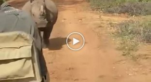 Носорог пустился в погоню за машиной с туристами