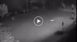 В Приморском крае, тигр украл спящую собаку на улице
