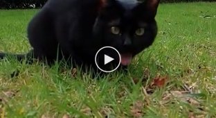 Выражение лица у черной кошки в рвотных делах