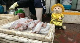 Мохнатый продавец рыбы (5 фото)