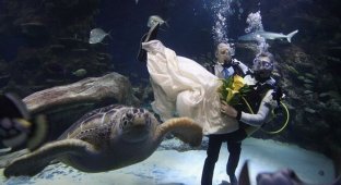 Свадьба среди черепах (6 фото)