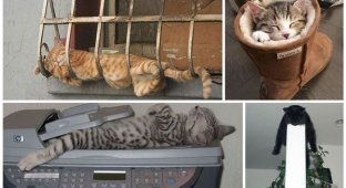 30 фотографий, доказывающих, что коты могут спать где угодно (31 фото)