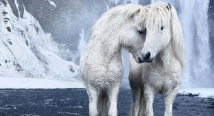 Сказка наяву: дикие лошади Исландии (25 фото + 1 видео)