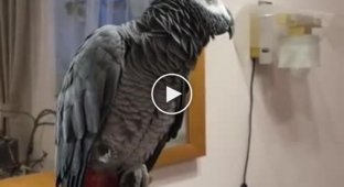 Самый вежливый попугай