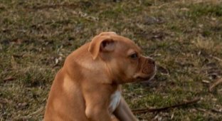 Объясните свою маленькость: собака по кличке Айви с синдромом короткого позвоночника влюбила в себя соцсети (6 фото + видео)
