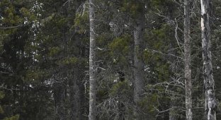 Фотограф заснял сову на дереве, и маскировке этой птички позавидует любой ниндзя (7 фото)