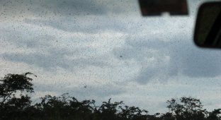 Летний дождик (3 фото)