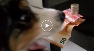 Пёс научился вытаскивать банкноты из-под монет