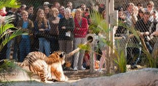 Перетягивание каната. Люди против тигров. (6 фото)